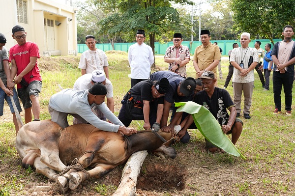 UIN Raden Intan Lampung Sembelih 10 Hewan Kurban 